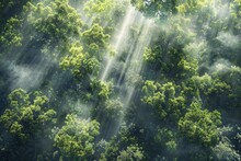 Realistic Photo From The Top Of A Deciduous Forest. Forest In The Rays Of The Rising Sun That Pass Through The Morning Fog.