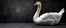 A White Swan With A Red Beak Sitting On A Black Surface In Front Of A Black Wall With A Black Background.
