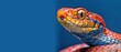 a close - up of a colorful snake's head on a blue background with a blue wall in the background.