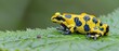 a yellow and black frog sitting on top of a green leaf covered in lots of green and blue spots on it's back legs.