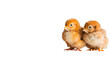 Two Small Chickens Standing Together, cut out Easter symbol