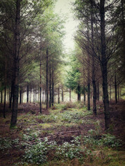 Wall Mural - pine wood at Ladock cornwall uk 