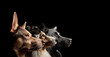 a group of three dogs ashetland sheepdog sheltie and an australian kelpie and a croatian sheepdog hrvatski ovcar dog profile head portrait in the studio on a black background