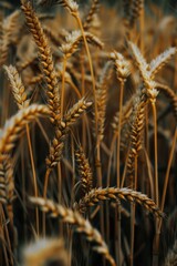 Poster - A detailed view of a field of wheat. Suitable for agricultural and nature concepts