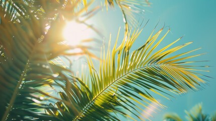 Canvas Print - Sunlight filtering through tropical palm tree leaves, suitable for travel or nature concepts