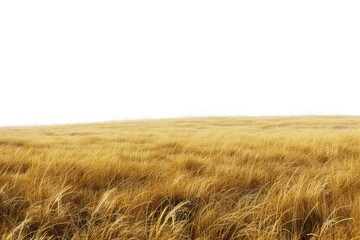 Poster - A lone horse standing in a field of tall grass. Suitable for nature and animal themes