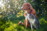 Fototapeta Sawanna - Cat and dog sitting together in grass on sunny summer day. Freindship between tabby domestic cat and Nova Scotia Duck Tolling Retriever..