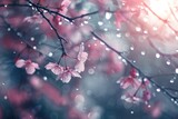 Fototapeta  - Spring sakura flowers blossom in fresh rain water drops