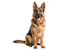 © SUPERARTMAN - German shepherd dog on a transparent background