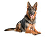 © Thanawat - German shepherd dog on a transparent background