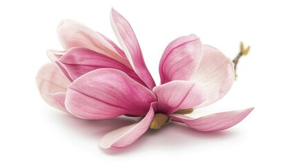 Sticker - Pink magnolia flower isolated on white background with full depth of field