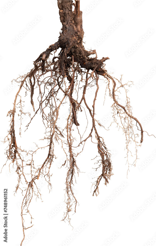 Square Shaped Tree Roots Natural Tree Roots of a Plant Amazing Cutout Details - Ready to use PNG ...