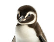 Pinguin baby stehend isoliert auf weißen Hintergrund, Freisteller