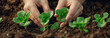 Closeup of hand planting lettuce seedlings in the ground at the garden.