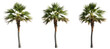 set of palm trees, 3D rendering with transparent background