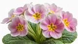 Fototapeta  - light pink primrose flower isolated on white background with clipping path close up flower on a stem for design transparent background
