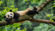 Urso panda deitado em um tronco de árvore suspenso na floresta  - Papel de parede 