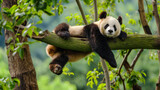 Fototapeta  - Urso panda deitado em um tronco de árvore suspenso na floresta  - Papel de parede 