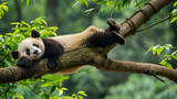 Fototapeta  - Urso panda deitado em um tronco de árvore suspenso na floresta  - Papel de parede 