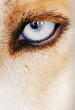 A dog's eye is shown in a close up