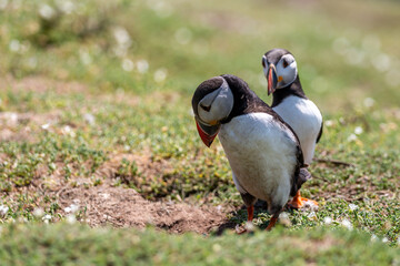 Wall Mural - Two Atlantic Puffins at Skomer Island off the Pembrokeshire coast