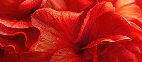 A detailed close-up view of a bright red tuberous begonia flower, showcasing its intricate petals and vibrant color.