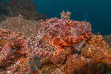 Fish swim at the Sea of the Philippines
