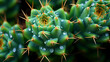 Close-up of cactus plant surface with sharp needles