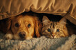Scared Dog and Cat Seeks Shelter Under Sofa, Fear of Thunderstorm or Fireworks