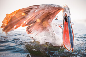 Wall Mural - pelicans fishing