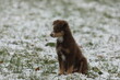 A brown dog is sitting in the snow