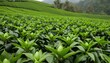  Vibrant green tea plantation under a clear sky
