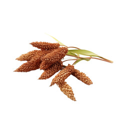 Wall Mural - Sorghum isolated on transparent background