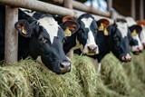 Fototapeta Londyn - Group of cows eating hay in a barn