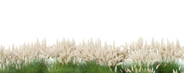 Poster - cortaderia selloana on transparent background 3d rendering png
