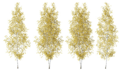 Poster - birch tree on transparent background.3d rendering png