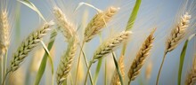 This Close-up Shot Showcases A Cluster Of Wheat Ears In The Midst Of Their Flowering And Pollination Process. The Vibrant Golden Hues And Intricate Details Of The Wheat Are Prominently Featured