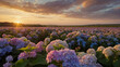 A vast field stretching to the horizon covered in a sea of hydrangea flowers in full bloom and the flowers form a mesmerizing tapestry of colors, ranging from soft pinks to deep purples