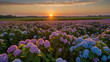 A vast field stretching to the horizon covered in a sea of hydrangea flowers in full bloom and the flowers form a mesmerizing tapestry of colors, ranging from soft pinks to deep purples