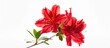 A vibrant red azalea flower stands out against a clean white background, accented by lush green leaves. The contrast between the bold red petals and the bright white backdrop creates a striking visual