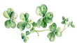 Watercolor clover lucky leaves on white background