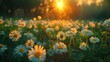 © CLOVER BACKGROUND - Beautiful summer natural background with yellow white flowers daisies