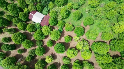 Wall Mural - Aerial view of clove plantation in Indonesia