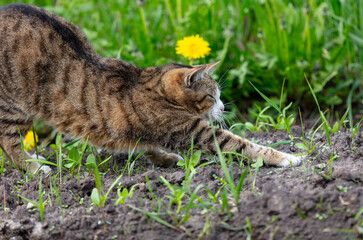 Wall Mural - Portrait of a cat resting on green grass