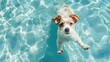 Jack Russell Terrier puppy dog swimming in clear blue water pool