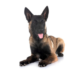 Canvas Print - malinois in studio