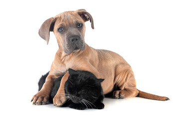 Wall Mural - puppy cane corso and cat