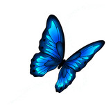 Fototapeta Motyle - Butterfly 