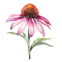 Watercolor Vector Of A Purple Coneflower (Echinacea Purpurea), Isolated On A White Background, Drawing Clipart & Illustration.