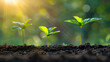 A row of young green plants growing in soil, with a blurred green background and bokeh effect.